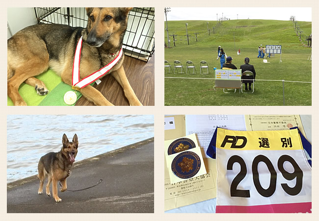 ニコちゃんが全日本嘱託警察犬に出場しました！