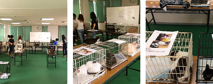 猫の譲渡会の様子