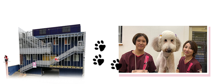 神戸愛犬専門学校　神戸校のイメージ写真