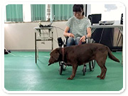 介助犬