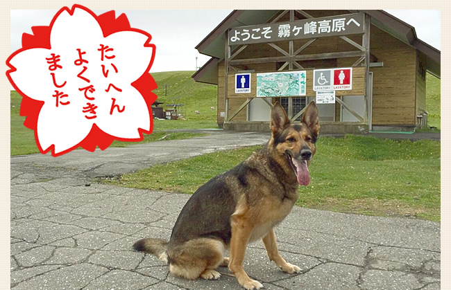 ニコちゃんが全日本嘱託警察犬に出場しました！