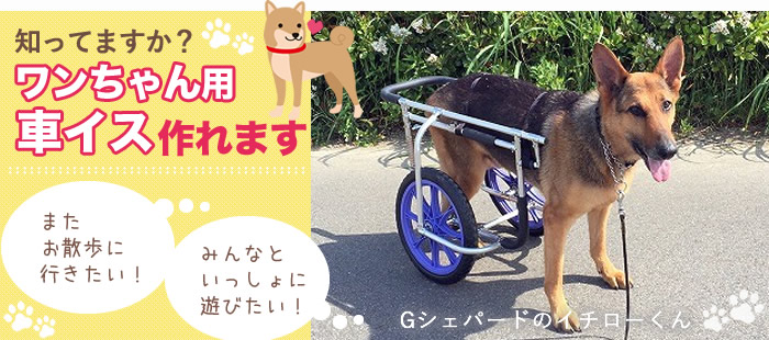 神戸愛犬美容専門学院 ワンちゃん用車いす制作