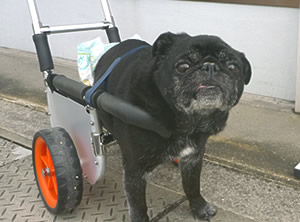 ワンちゃん用車イス 制作事例