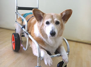 ワンちゃん用車イス 制作事例