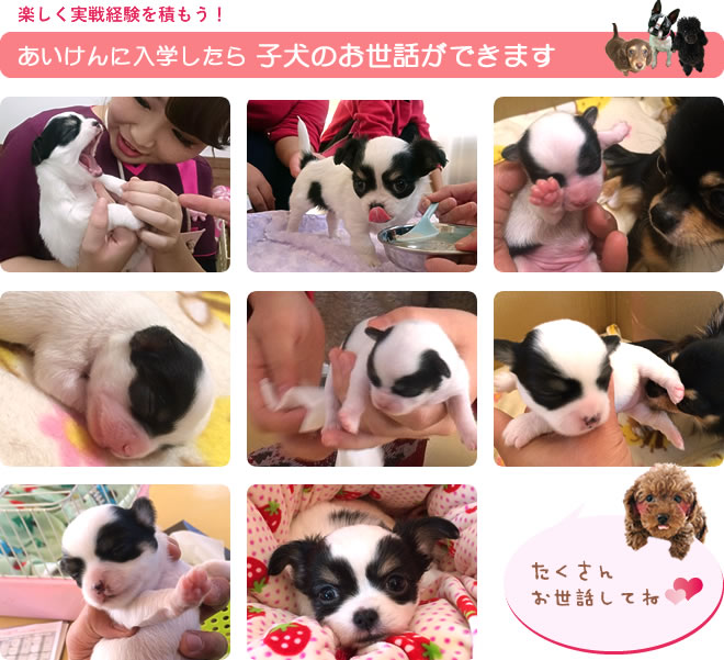 愛犬入学後子犬のお世話できます