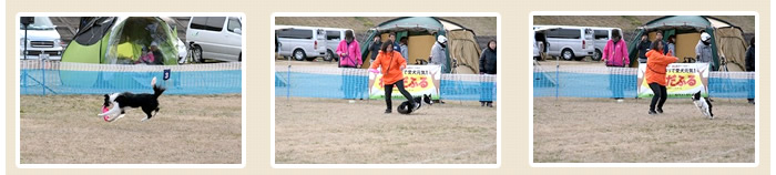 フリスビードッグ競技